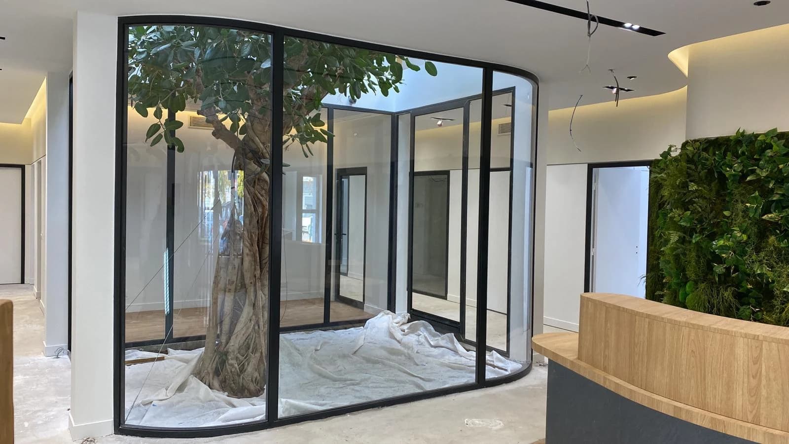 Verrière arrondie autour de l’arbre, avec protection au sol pendant les travaux